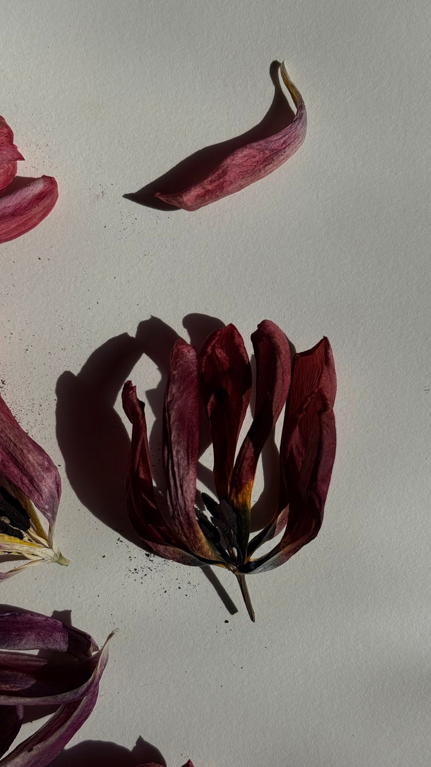 Tea + flower dyeing workshop 4/25 3-5pm